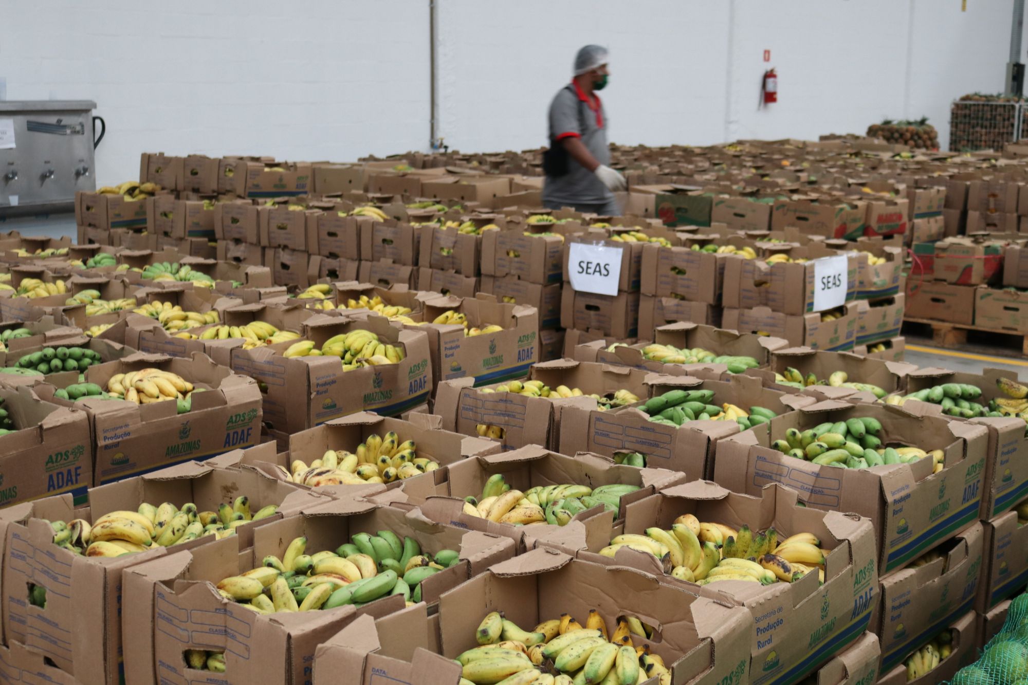 Programa De Regionalização Da Merenda Escolar Beneficia Agricultura Familiar No Amazonas 0474